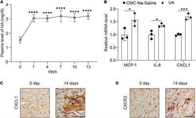 Blockage of C-X-C Motif Chemokine Receptor 2 (CXCR2) Suppressed Uric Acid (UA)-Induced Cardiac Remodeling